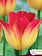 Tulip Suncatcher Package of 6