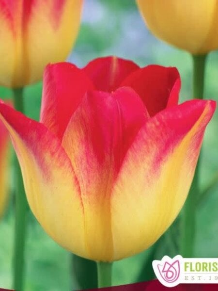Tulip Suncatcher Package of 6