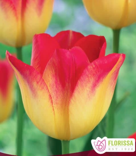 Tulip Suncatcher Package of 6