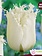 Tulip Fringed North Pole