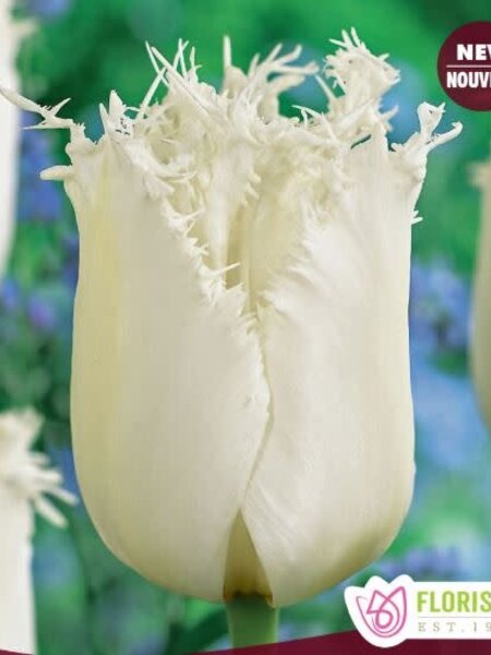 Tulip Fringed North Pole