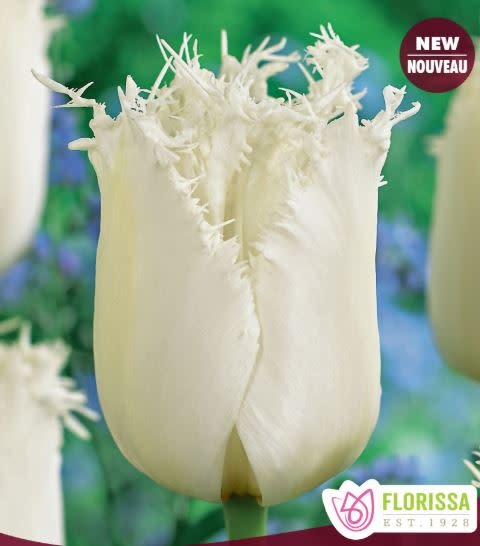 Tulip Fringed North Pole