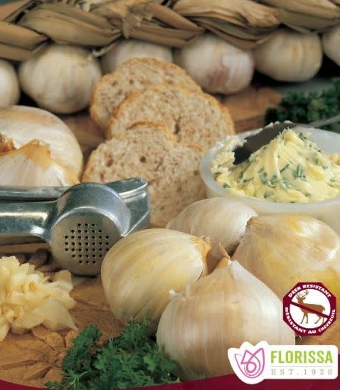 Garlic Elephant Tops
