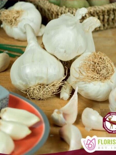 Garlic German White Hardneck Tops