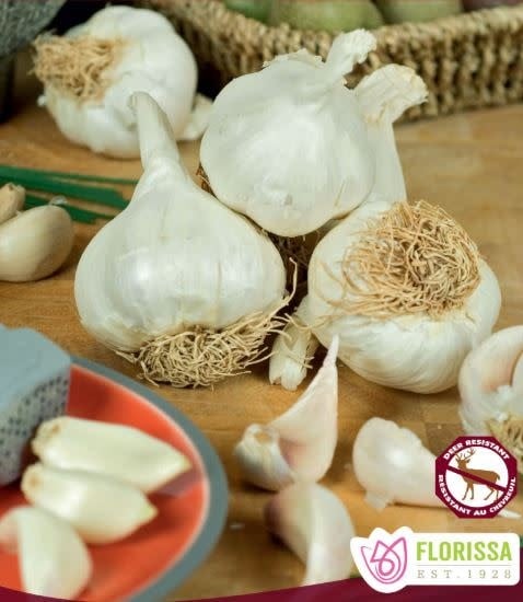 Garlic German White Hardneck Tops