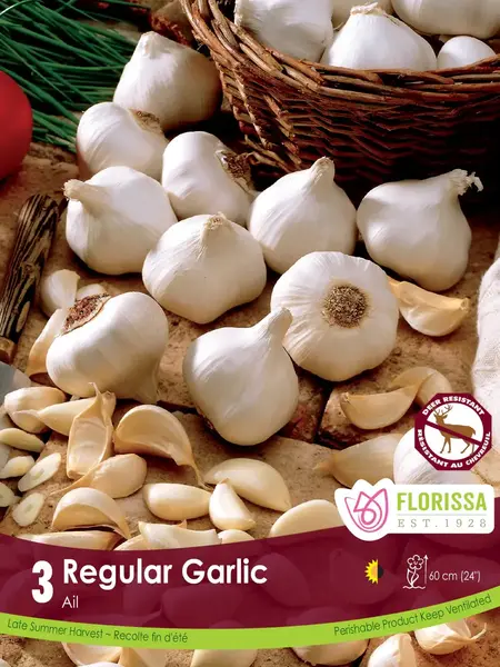 Florissa Garlic Regular