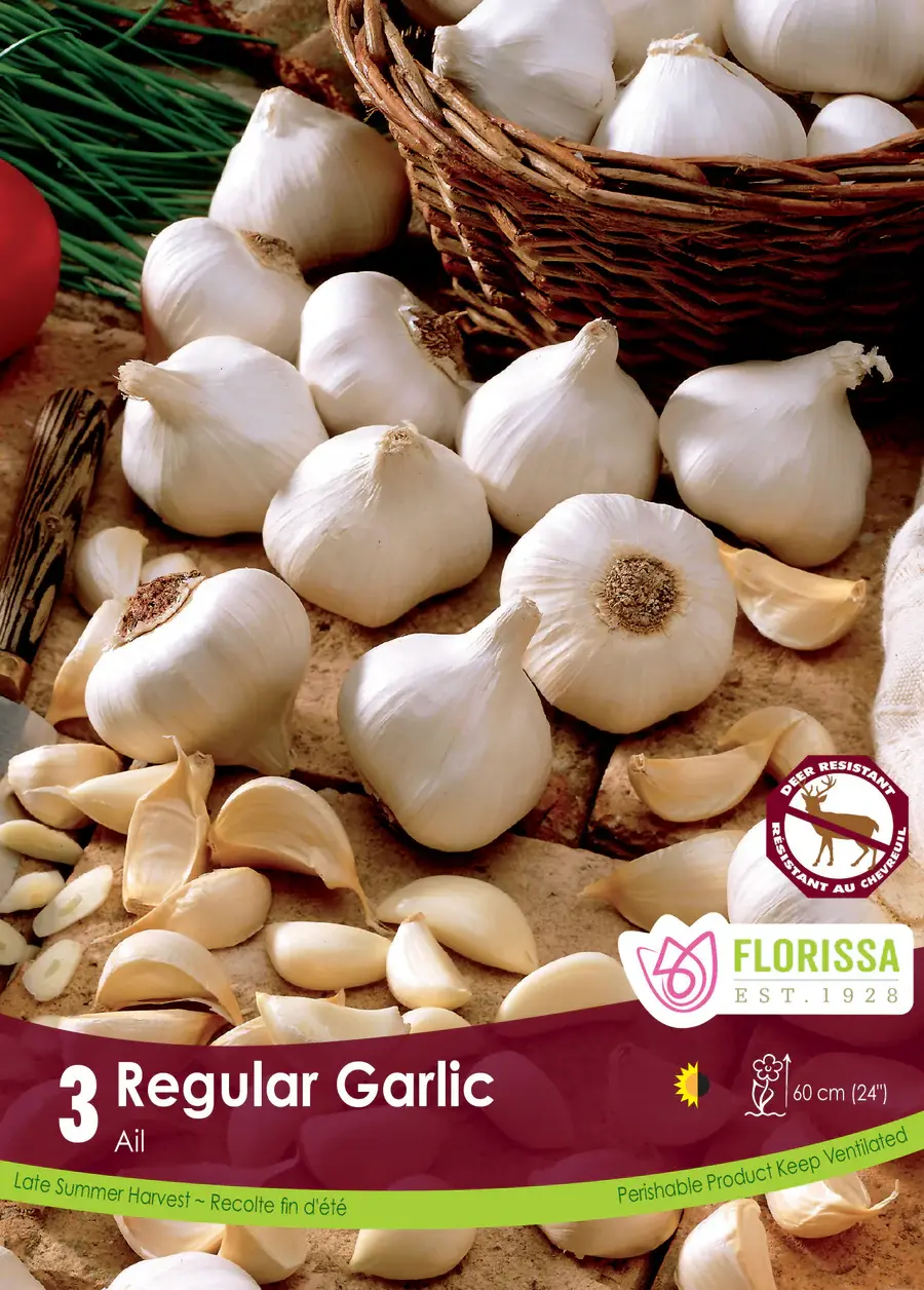 Florissa Garlic Regular
