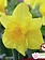 Narcissus King Alfred