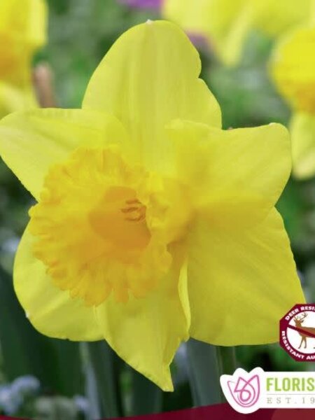 Narcissus King Alfred