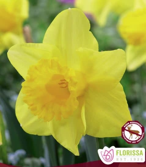 Narcissus King Alfred