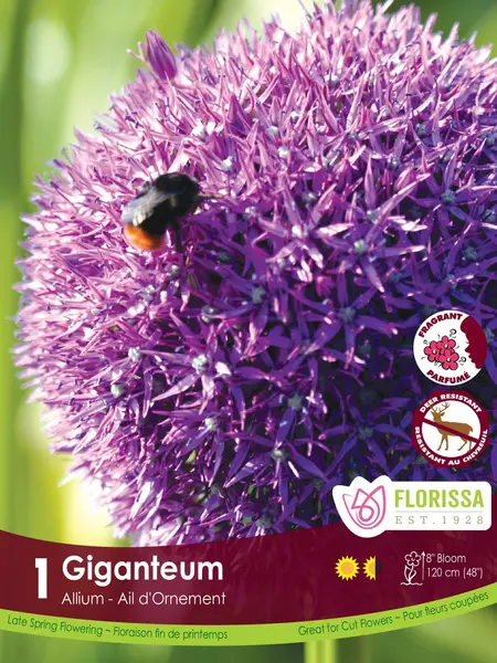 Florissa Allium Giganteum