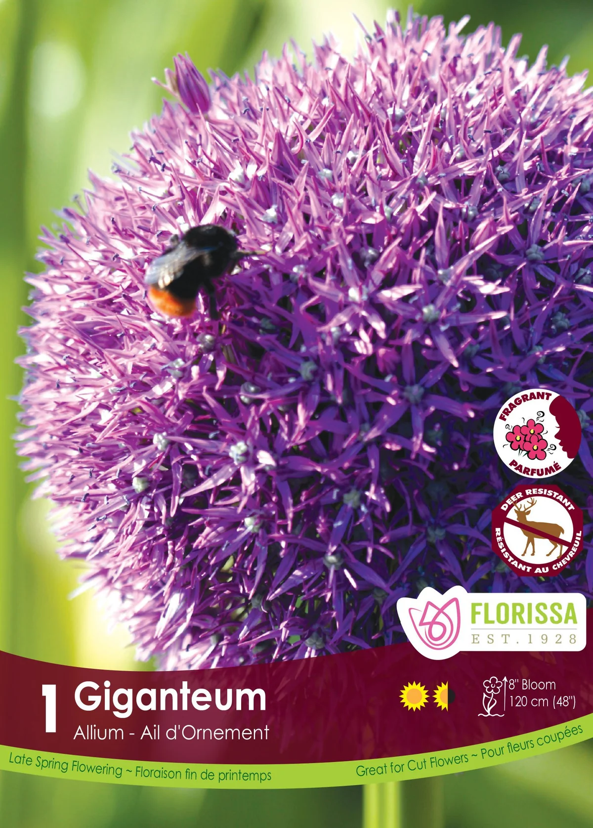 Florissa Allium Giganteum