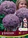 Florissa Allium Globemaster Tops Bulb