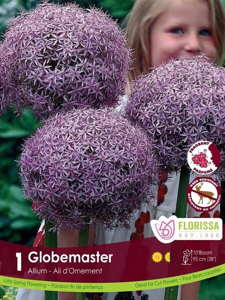 Florissa Allium Globemaster Tops Bulb