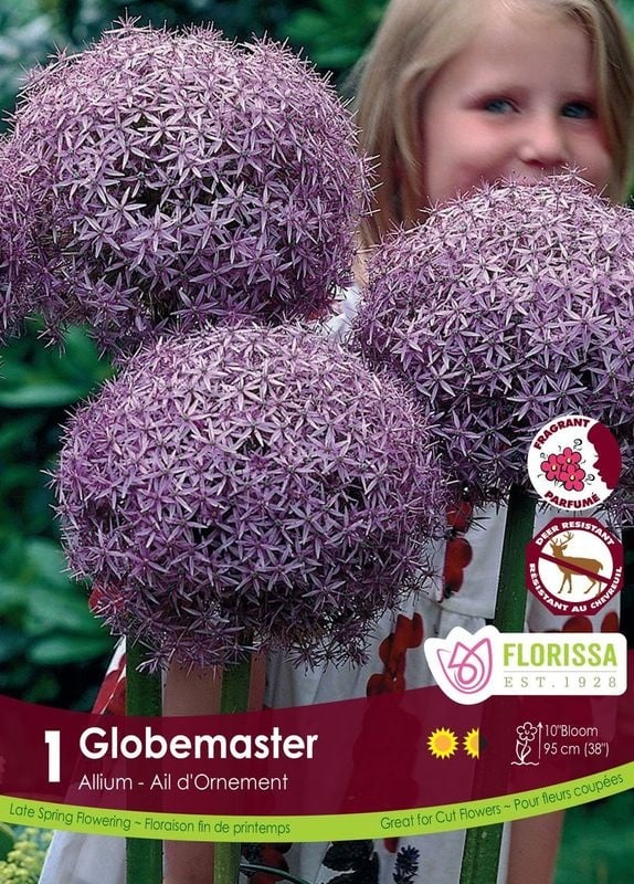 Florissa Allium Globemaster Tops Bulb