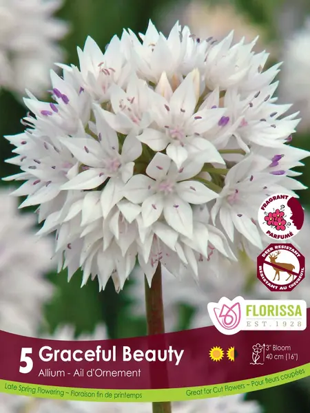 Florissa Allium Graceful Beauty Tops