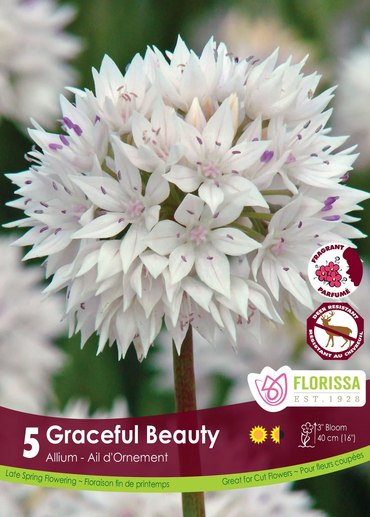 Florissa Allium Graceful Beauty Tops