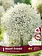 Florissa Allium Mount Everest