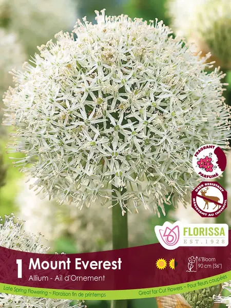 Florissa Allium Mount Everest