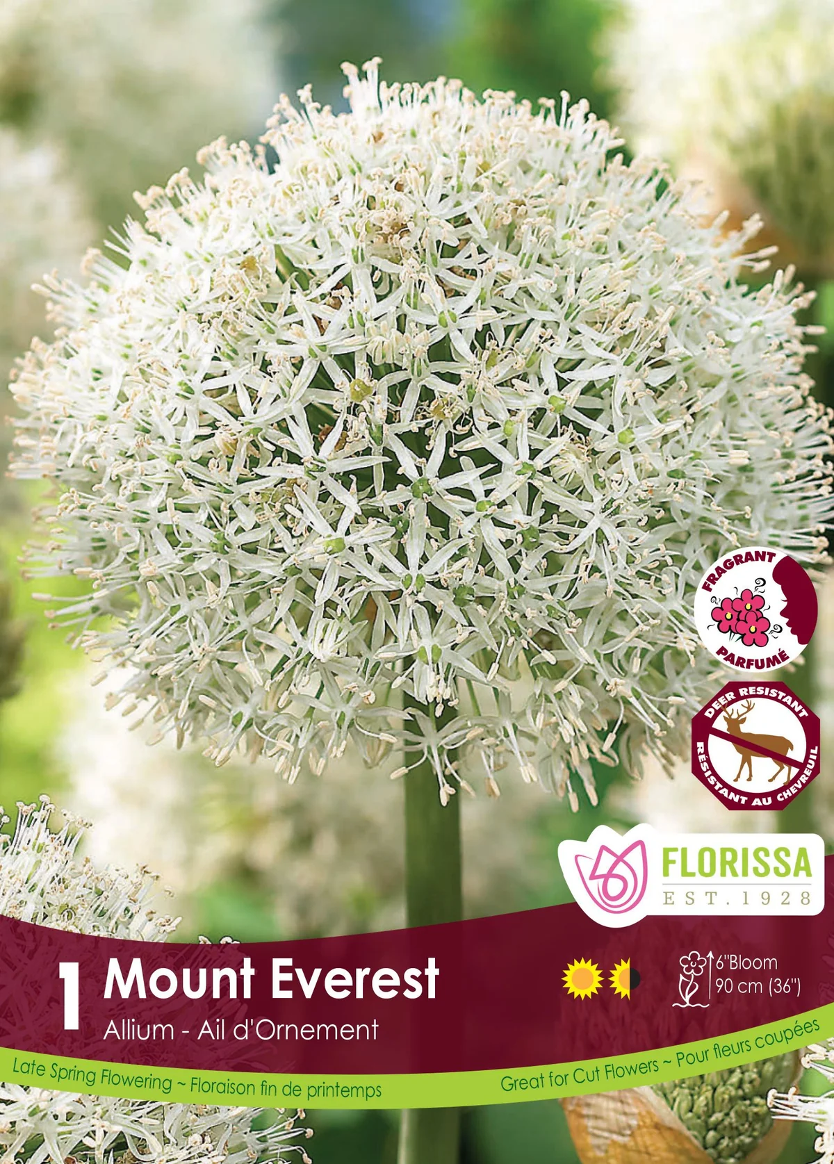Florissa Allium Mount Everest