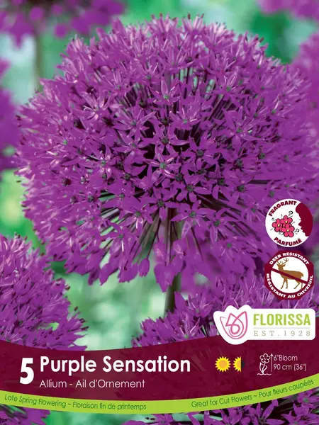 Florissa Allium Purple Sensation