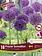 Florissa Allium Purple Sensation