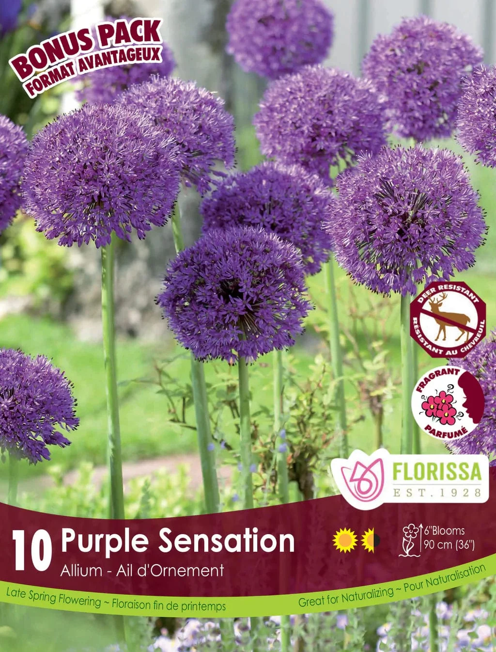 Florissa Allium Purple Sensation