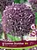 Florissa Allium Summer Drummer