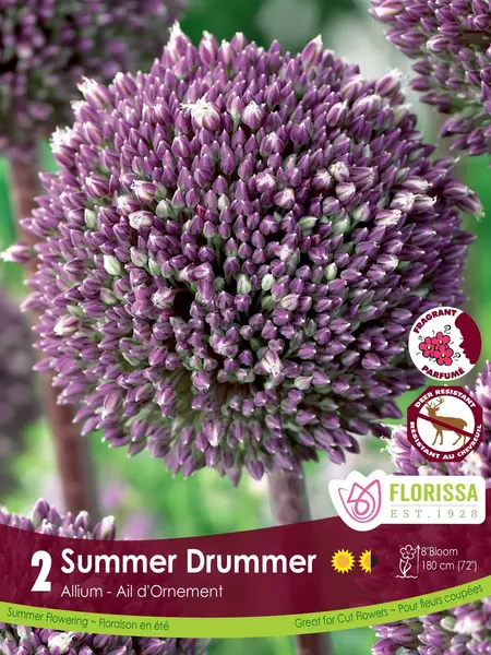 Florissa Allium Summer Drummer
