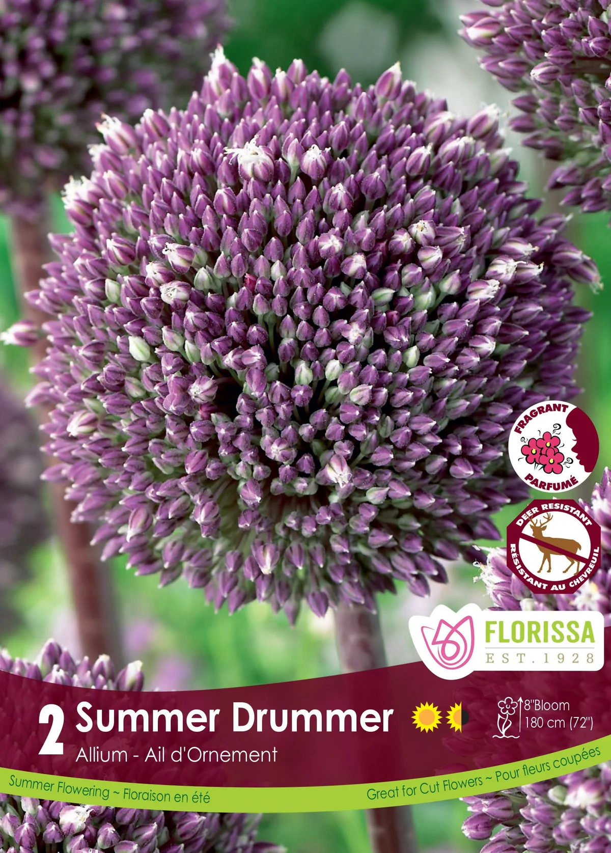 Florissa Allium Summer Drummer
