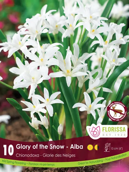 Florissa Chionodoxa Alba