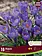 Florissa Crocus Aqua