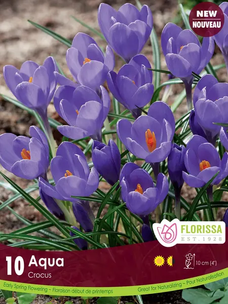 Florissa Crocus Aqua