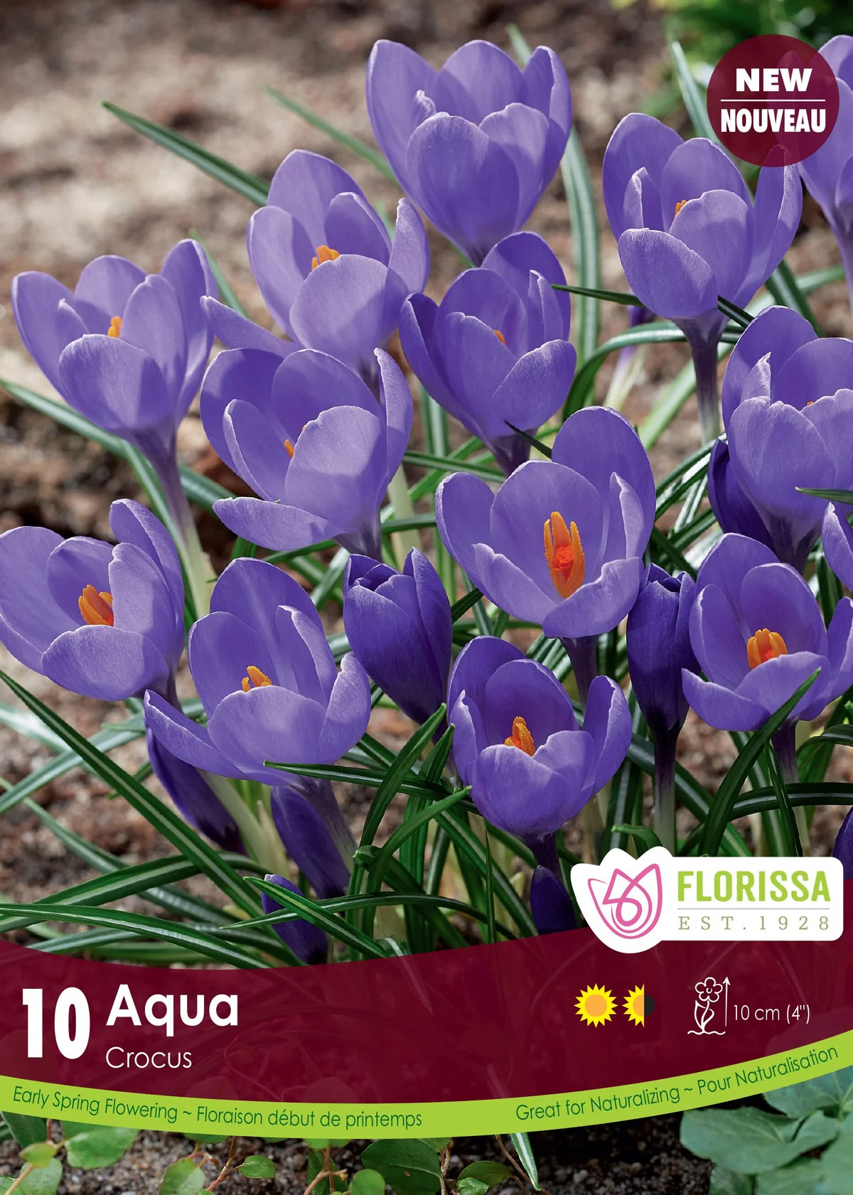 Florissa Crocus Aqua