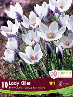 Florissa Crocus Lady Killer