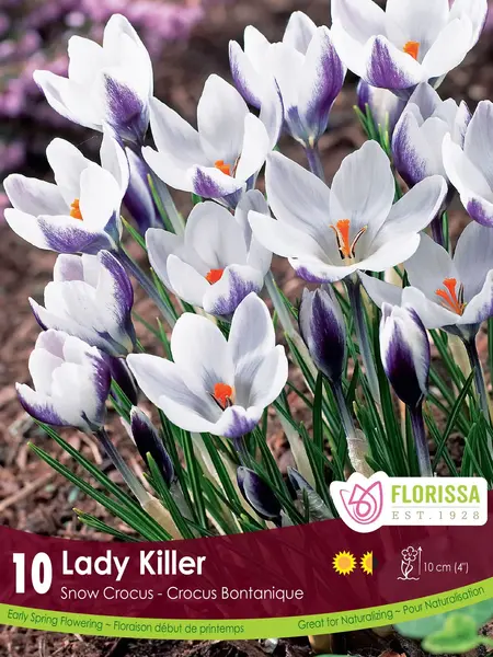 Florissa Crocus Lady Killer