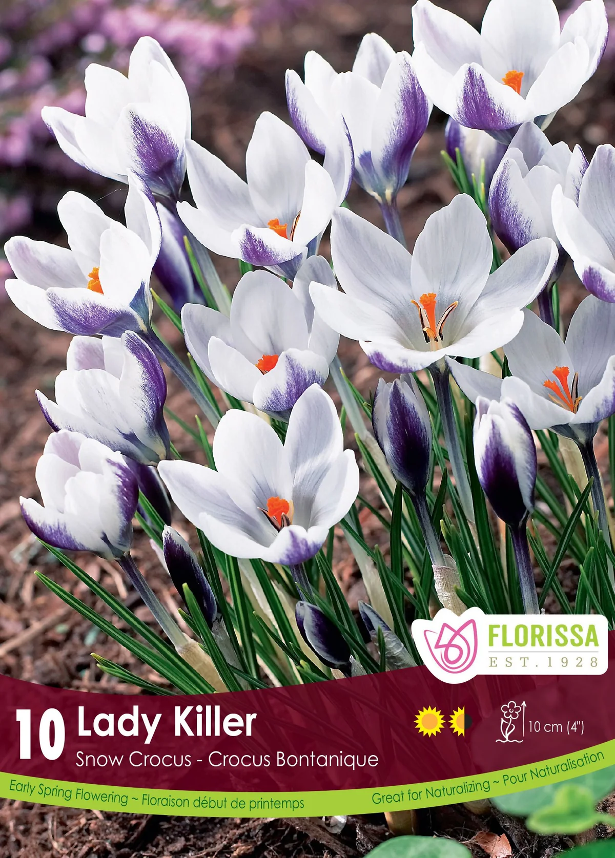Florissa Crocus Lady Killer