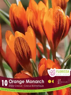 Florissa Crocus Orange Monarch