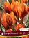 Florissa Crocus Orange Monarch