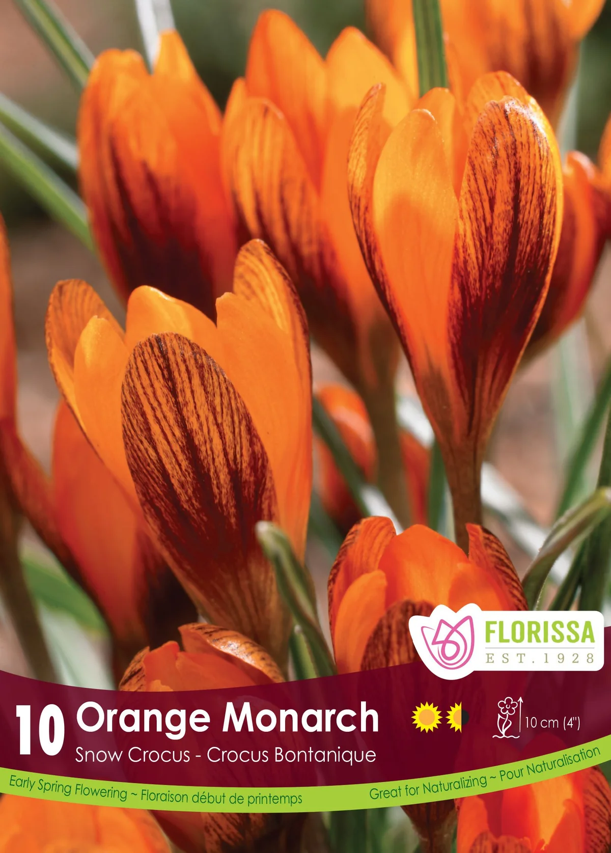 Florissa Crocus Orange Monarch