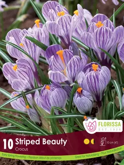 Florissa Crocus Striped Beauty