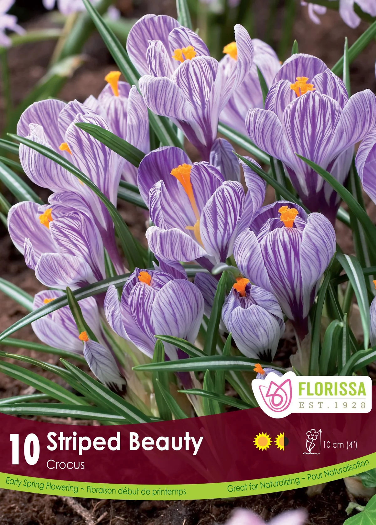 Florissa Crocus Striped Beauty