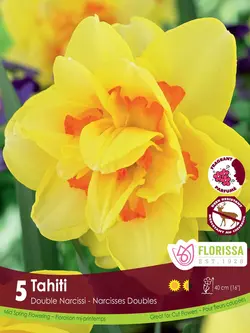 Florissa Double Narcissus Tahiti