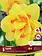 Florissa Double Narcissus Tahiti