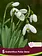 Florissa Galanthus Polar Bear
