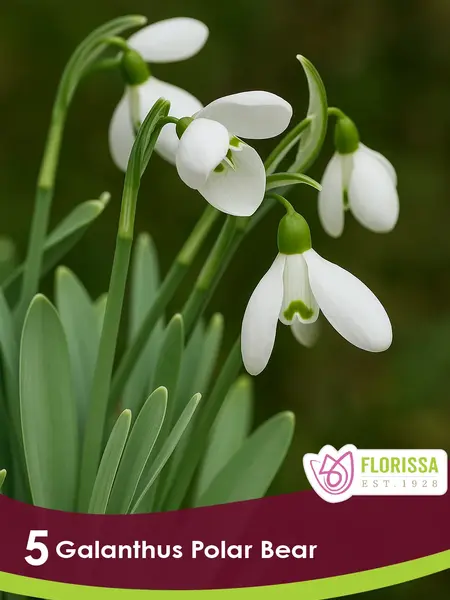 Florissa Galanthus Polar Bear