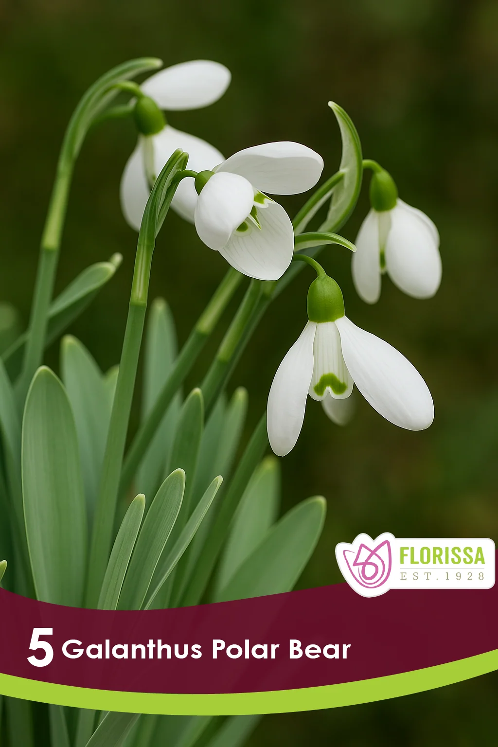 Florissa Galanthus Polar Bear