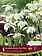 Galanthus Snowdrop Double