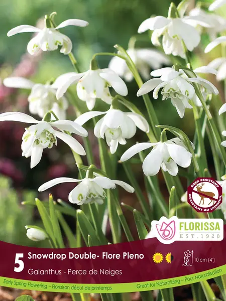 Galanthus Snowdrop Double