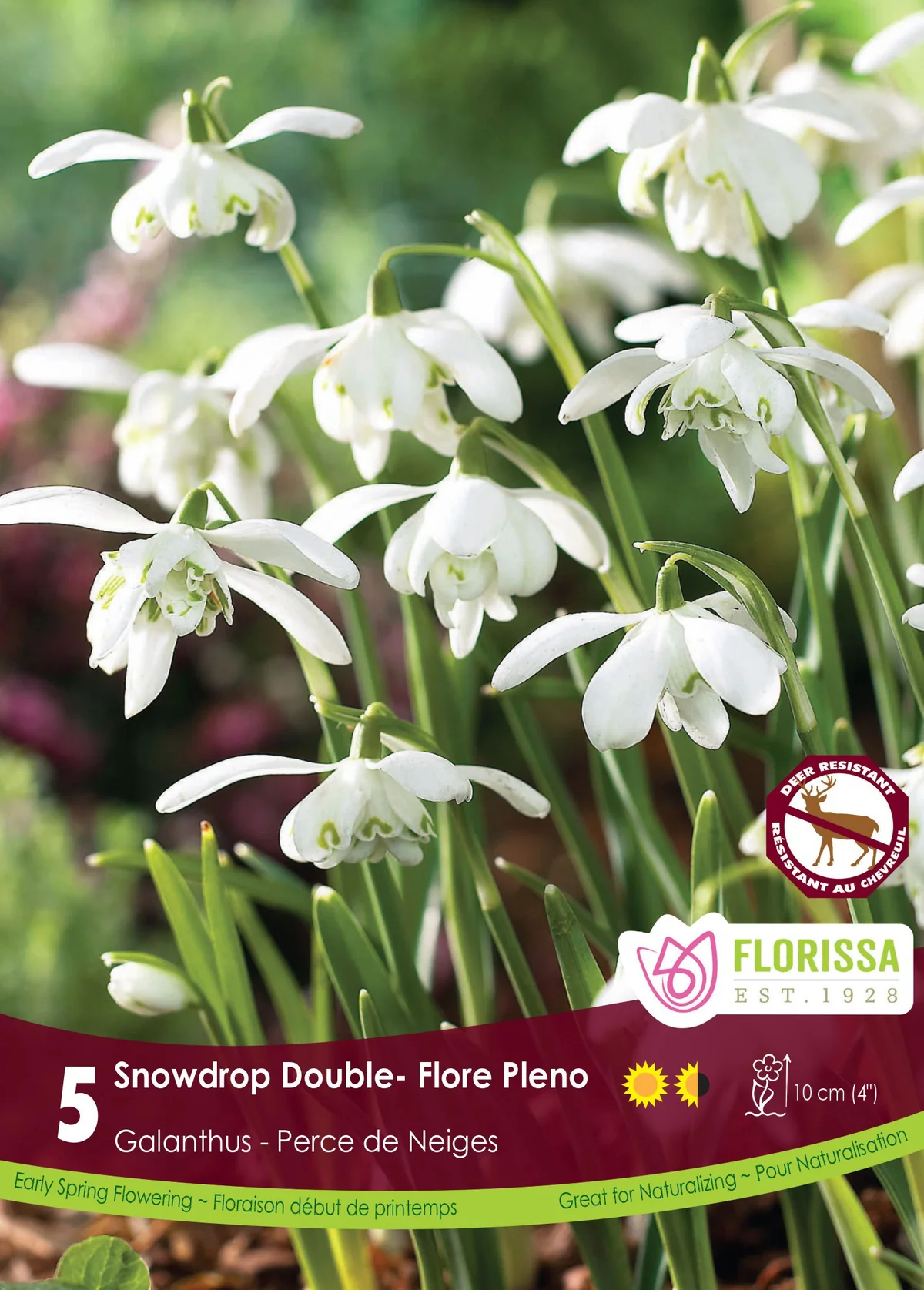 Galanthus Snowdrop Double